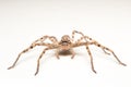Brown spider isolated on white background close-up Royalty Free Stock Photo