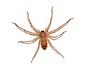Brown spider isolated on white background close-up. Arachnid, dangerous. Royalty Free Stock Photo
