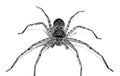 Brown spider isolated on white background close-up Royalty Free Stock Photo