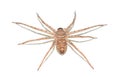 Brown spider isolated on white background close-up. Arachnid, dangerous. Royalty Free Stock Photo