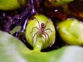 Brown Spider on Leaf Over Water Surface Royalty Free Stock Photo