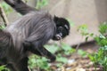 Brown spider monkey