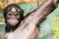 Brown Spider Monkey Royalty Free Stock Photo