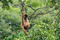 Brown spider monkey hanging from tree, Costa Rica