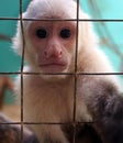 The brown spider monkey in sad cage Royalty Free Stock Photo