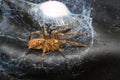 Brown spider protecting her egg sack Royalty Free Stock Photo