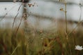 Cobwebs in the forest with dew drops in the forest Royalty Free Stock Photo