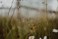 Brown spider weaves a web with dew drops in a foggy forest Royalty Free Stock Photo