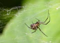 A brown spider in a web weave on a tree leaf Royalty Free Stock Photo