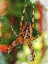 Brown spider with white cross mark on the torso sitting on the cobweb Royalty Free Stock Photo