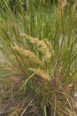 Achnatherum calamagrostis plants