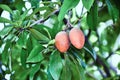 Brown Spodilla fruit with leaves on tree Royalty Free Stock Photo