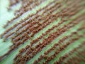 Brown spores rows underside of the frond of Bird nest fern leaf, macro