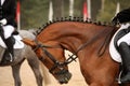 Brown sport horse portrait during dressage test Royalty Free Stock Photo