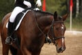 Brown sport horse portrait during dressage test Royalty Free Stock Photo