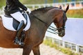 A brown sports horse with a bridle and a rider riding with his foot in a boot with a spur in a stirrup Royalty Free Stock Photo