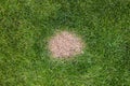 A brown spot or dead patch of grass caused by dog urine Royalty Free Stock Photo