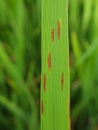 Brown spot is a fungal disease on paddy rice in Viet Nam. Royalty Free Stock Photo