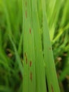 Brown spot is a fungal disease on paddy rice in Viet Nam. Royalty Free Stock Photo