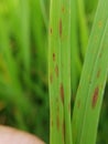 Brown spot is a fungal disease on paddy rice in Viet Nam. Royalty Free Stock Photo