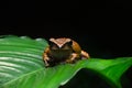 Brown spot legged tree frog on green palm leaf