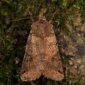 Brown-spot pinion (Agrochola litura) moth