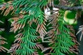 Brown spots on the edges of the greenery of the Thuja plicata branch. Thuja is sick. The foliage lacks nutrients. Royalty Free Stock Photo