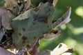 Brown spots on leaves of fruit tree. fungal leaf spotting