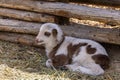 Baby Lamb Royalty Free Stock Photo