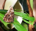 Brown Spotted Butterfly