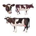 Cow set vector Royalty Free Stock Photo