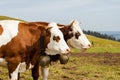 brown spotted cows in the black forest germany Royalty Free Stock Photo