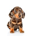 Brown spotted dachshund puppy sitting in front view. isolated on white background Royalty Free Stock Photo