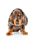 Brown spotted dachshund puppy sitting in front view. isolated on white background Royalty Free Stock Photo
