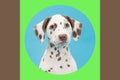 Brown spotted Dalmatian portrait