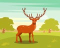 Brown spotted deer with antlers standing, wild animal amongst a backdrop of green meadow and forest vector Illustration