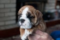 Brown spotted English Bulldog puppy