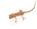 Brown spotted gecko reptile Royalty Free Stock Photo