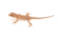 Brown spotted gecko reptile Royalty Free Stock Photo