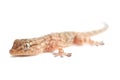 Brown spotted gecko reptile isolated Royalty Free Stock Photo