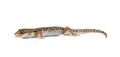 Brown spotted gecko reptile isolated Royalty Free Stock Photo