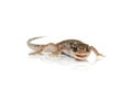 Brown spotted gecko reptile isolated Royalty Free Stock Photo