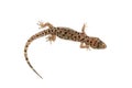 Brown spotted gecko reptile isolated on white Royalty Free Stock Photo