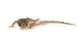 Brown spotted gecko reptile isolated Royalty Free Stock Photo