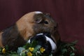 Cute guinea pigs with yellow flowers