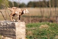 Brown spotted nice little goatling ready to jump