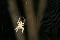Brown Spotted Orbweaver Spider in Intricate Web #3 Royalty Free Stock Photo