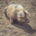 Brown spotted piglet Royalty Free Stock Photo