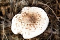 Brown spotted poisonous toadstool in autumn forest Royalty Free Stock Photo