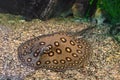 Brown spotted Potamotrygon motoro, Stingray motoro in an aquarium on sandy bottom